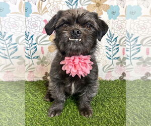 Lhasa Apso-Unknown Mix Dogs for adoption in Corona, CA, USA