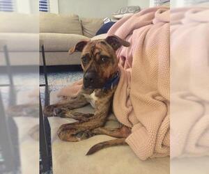 Plott Hound-Unknown Mix Dogs for adoption in Atlanta, GA, USA