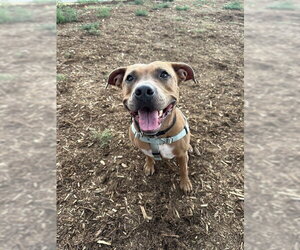 American Pit Bull Terrier Dogs for adoption in Denver, CO, USA