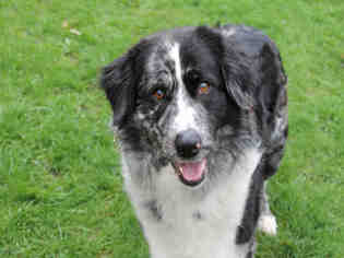 Australian Shepherd Dogs for adoption in Decatur, IL, USA
