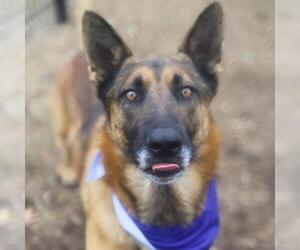 German Shepherd Dog Dogs for adoption in San Antonio, TX, USA