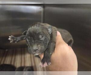 American Staffordshire Terrier-Unknown Mix Dogs for adoption in Houston, TX, USA