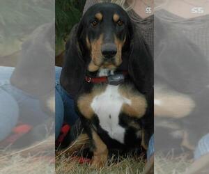 Basset Hound Dogs for adoption in Columbus, OH, USA