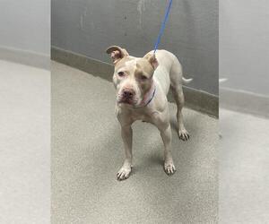 American Pit Bull Terrier-Unknown Mix Dogs for adoption in Las Vegas, NV, USA
