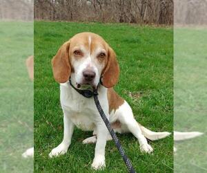 Beagle Dogs for adoption in Woodstock, IL, USA