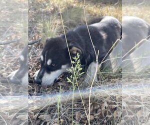 Huskies -Unknown Mix Dogs for adoption in Chama, NM, USA