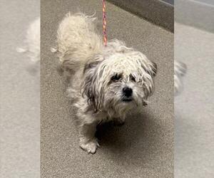 Mutt Dogs for adoption in Las Vegas, NV, USA