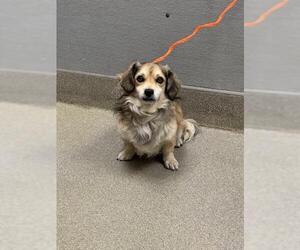 Australian Shepherd-Cocker Spaniel Mix Dogs for adoption in Las Vegas, NV, USA