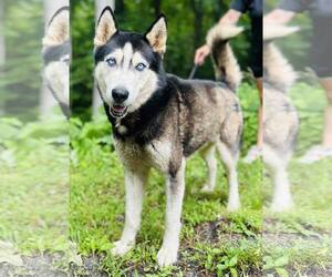 Huskies -Unknown Mix Dogs for adoption in Clarkesville, GA, USA