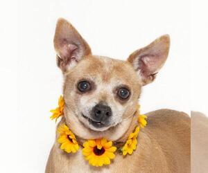 Chihuahua Dogs for adoption in Santa Barbara, CA, USA