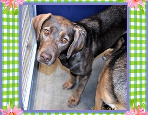 Lab-Pointer Dogs for adoption in San Jacinto, CA, USA