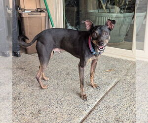 Mutt Dogs for adoption in Vail, AZ, USA