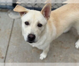 Labrador Retriever-Unknown Mix Dogs for adoption in Tulsa, OK, USA
