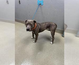 Mutt Dogs for adoption in Las Vegas, NV, USA