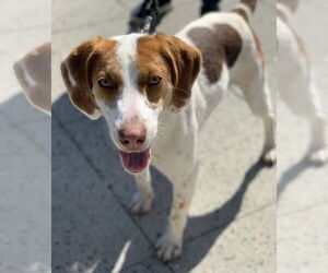 Mutt Dogs for adoption in Elmsford, NY, USA