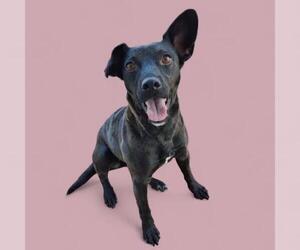 Chihuahua Dogs for adoption in Bakersfield, CA, USA