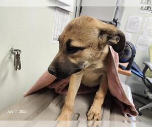 Catahoula Leopard Dog-Unknown Mix Dogs for adoption in Santa Cruz, CA, USA