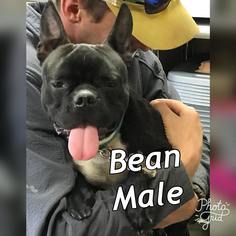 Faux Frenchbo Bulldog Dogs for adoption in Williston, VT, USA