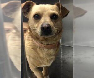 Chihuahua Dogs for adoption in Riverside, CA, USA