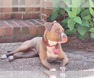 American Staffordshire Terrier-Boxer Mix Dogs for adoption in Holly Springs, NC, USA