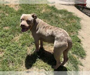 American Pit Bull Terrier Dogs for adoption in Modesto, CA, USA