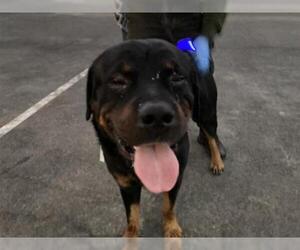 Rottweiler Dogs for adoption in pomona, CA, USA