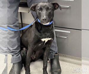Labrador Retriever-Retriever  Mix Dogs for adoption in Washington, DC, USA