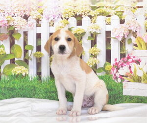 Great Pyrenees-Unknown Mix Dogs for adoption in Oroville, CA, USA