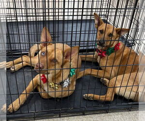 Carolina Dog-Unknown Mix Dogs for adoption in Claremore, OK, USA