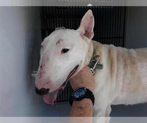 Bull Terrier Dogs for adoption in Houston, TX, USA