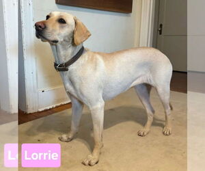 Labrador Retriever Dogs for adoption in Alexander, AR, USA