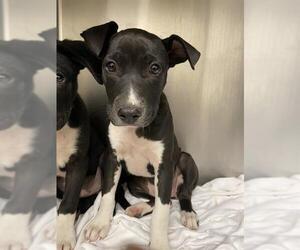 Labrador Retriever-Unknown Mix Dogs for adoption in Waco, TX, USA