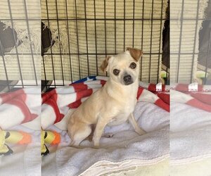 Chihuahua-Unknown Mix Dogs for adoption in Santa Clarita, CA, USA