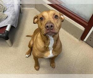 American Staffordshire Terrier-Unknown Mix Dogs for adoption in Raleigh, NC, USA