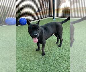 American Pit Bull Terrier-Unknown Mix Dogs for adoption in Baytown, TX, USA