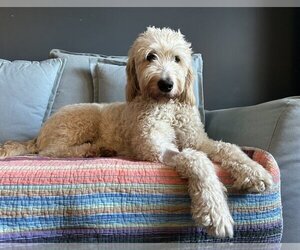 Goldendoodle Dogs for adoption in St. Louis Park, MN, USA