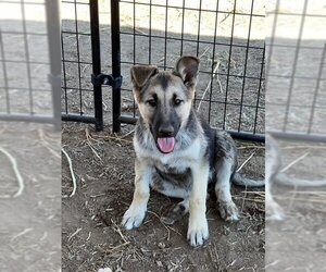 German Shepherd Dog-Unknown Mix Dogs for adoption in Alturas, CA, USA