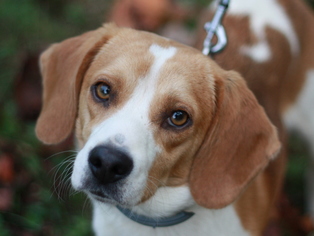Beagle Dogs for adoption in Cookeville, TN, USA