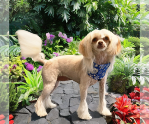 Maltese-Unknown Mix Dogs for adoption in Plantation, FL, USA