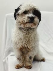 Maltipoo Dogs for adoption in Norfolk, VA, USA
