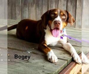 Beagle Dogs for adoption in Madisonville, TN, USA