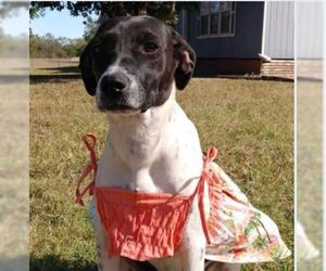 Raggle Dogs for adoption in Von Ormy, TX, USA