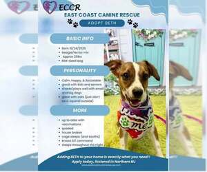 Beagle-Unknown Mix Dogs for adoption in pomfret, CT, USA