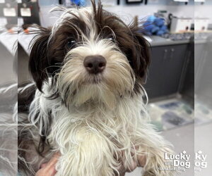 Shih Tzu-Unknown Mix Dogs for adoption in Washington, DC, USA
