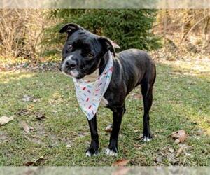 American Pit Bull Terrier Dogs for adoption in Belleville, IL, USA