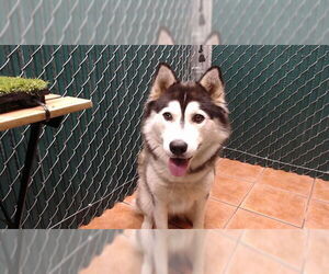 Siberian Husky Dogs for adoption in Downey, CA, USA