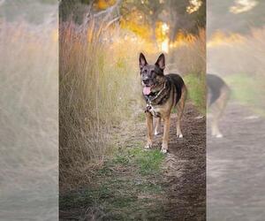 German Shepherd Dog Dogs for adoption in Belleville, IL, USA