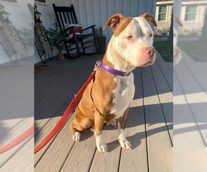 American Pit Bull Terrier Dogs for adoption in Cape May, NJ, USA
