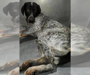 Bluetick Coonhound Dogs for adoption in San Antonio, TX, USA