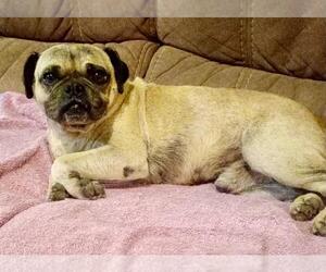 Pug-Unknown Mix Dogs for adoption in San Diego, CA, USA
